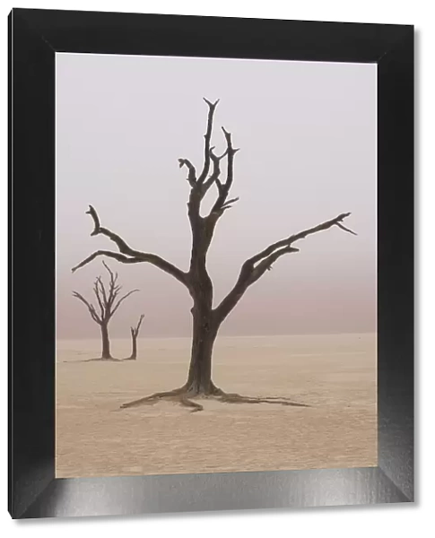 Namibia. Fog shrouds the dead acacia trees in Deadvlei, within Namib Naukluft National