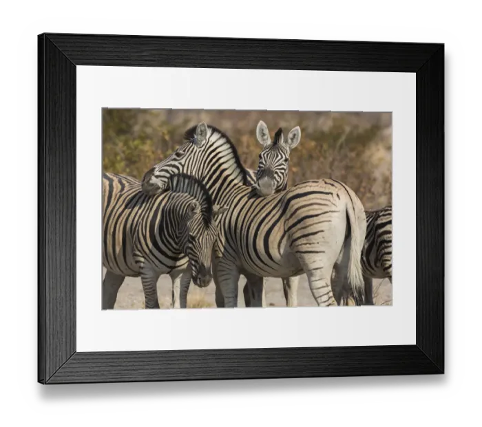 Framed Print : Burchellis Zebra, Equus quagga burchellii, socialize by touching in Namibia Framed Print : Burchellis Zebra, Equus quagga burchellii, socialize by touching in Namibia