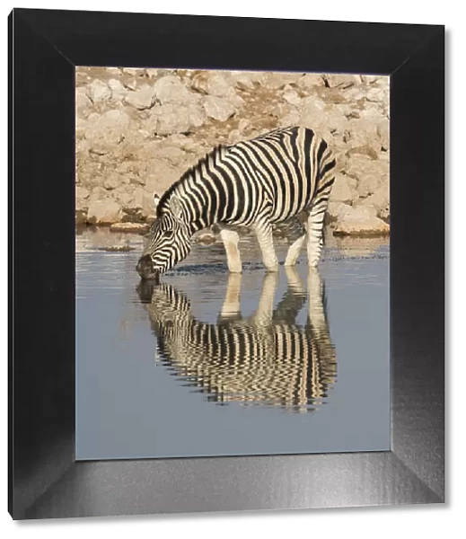 Burchells Zebra, Equus quagga burchellii drinking at a waterhole, reflected