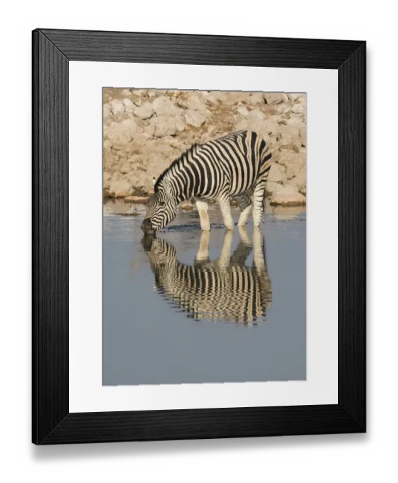 Framed Print : Burchells Zebra, Equus quagga burchellii drinking at a waterhole, reflected Framed Print : Burchells Zebra, Equus quagga burchellii drinking at a waterhole, reflected