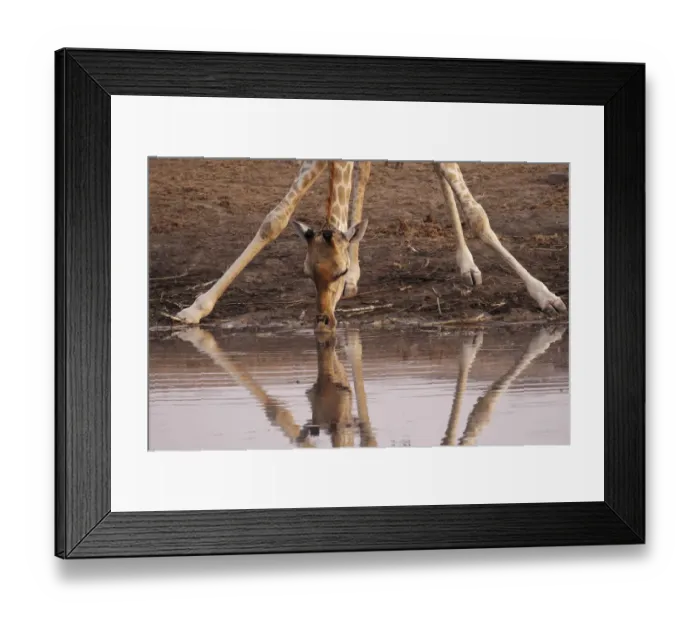Framed Print : A giraffe (Giraffa camelopardalis angiogenesis) bends down to drink at Chudob waterhole Framed Print : A giraffe (Giraffa camelopardalis angiogenesis) bends down to drink at Chudob waterhole
