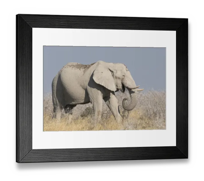 Framed Print : Elephant, Loxodonta Africana Africana, eats acacia bushes in Etosha National Park Framed Print : Elephant, Loxodonta Africana Africana, eats acacia bushes in Etosha National Park