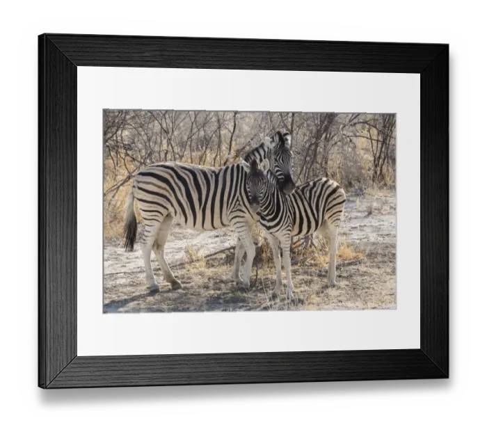 Framed Print : Mother zebra (Equus quagga burchellii ) hangs her head protectively over her offspring