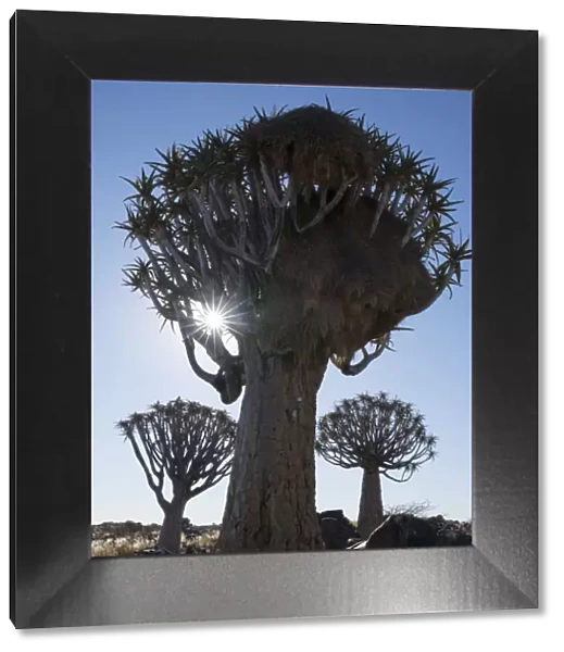 Namibia. A Quiver tree, actually a giant aloe, aloe dichotoma, in the Keetmanshoop area
