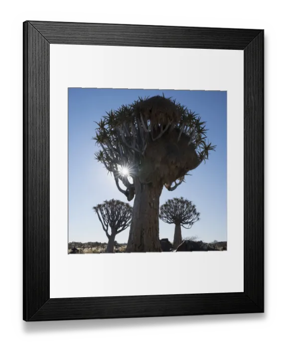 Framed Print : Namibia. A Quiver tree, actually a giant aloe, aloe dichotoma, in the Keetmanshoop area