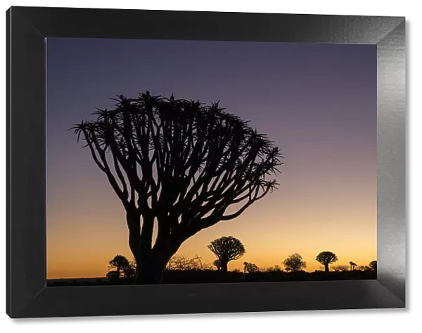 Namibia. A Quiver tree, actually a giant aloe, aloe dichotoma, stands silhouetted