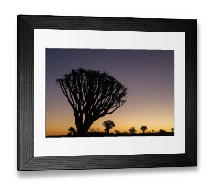Framed Print : Namibia. A Quiver tree, actually a giant aloe, aloe dichotoma, stands silhouetted