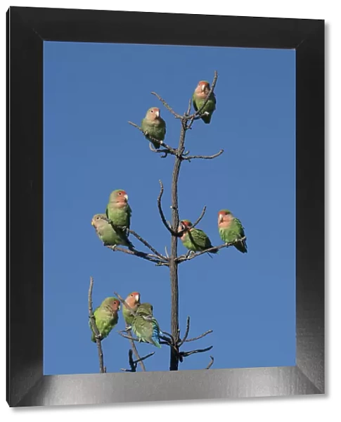 African Lovebirds, Agapornis Rosecolis, socialize while perched in a tree, Keetmanshoop