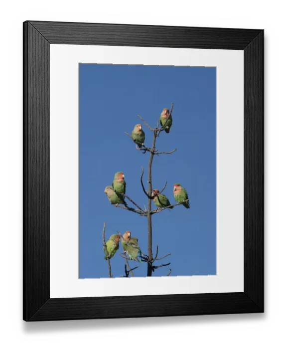 Framed Print : African Lovebirds, Agapornis Rosecolis, socialize while perched in a tree, Keetmanshoop Framed Print : African Lovebirds, Agapornis Rosecolis, socialize while perched in a tree, Keetmanshoop
