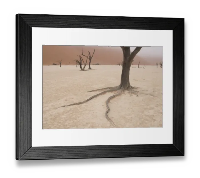 Framed Print : Ancient dead Camelthorn Acacia trees survived in years past by spreading out long roots