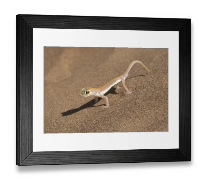 Framed Print : Colorful Web-footed or Palmatogecko gecko, Pachydactylus rangei, is nocturnal