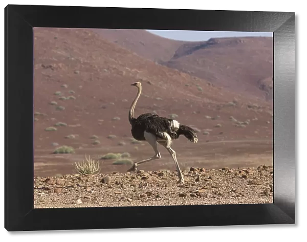 Common Ostrich, Struthio camelus, struts through rocky plains of the Damaraland region