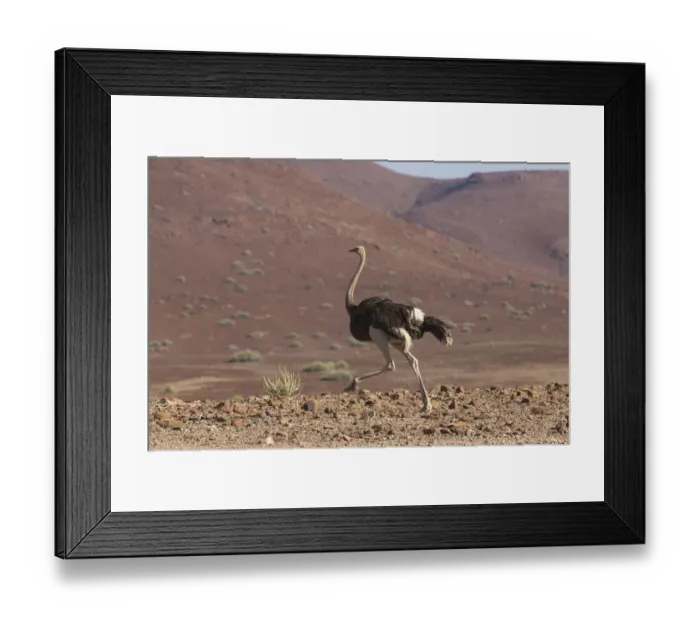 Framed Print : Common Ostrich, Struthio camelus, struts through rocky plains of the Damaraland region Framed Print : Common Ostrich, Struthio camelus, struts through rocky plains of the Damaraland region