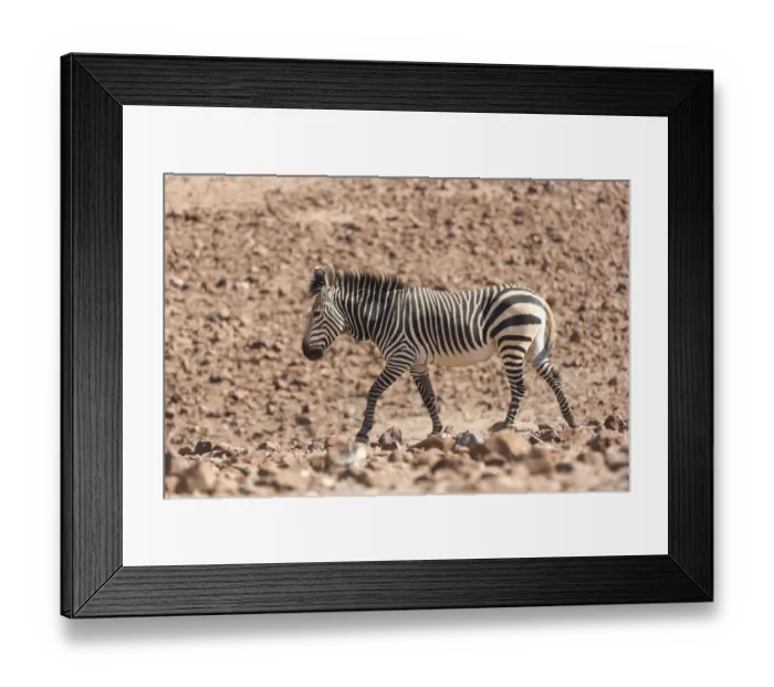 Framed Print : Hartmanns Zebra, equus quagga hartmannae, walking over rocky terrain in the Palmwag Concession Framed Print : Hartmanns Zebra, equus quagga hartmannae, walking over rocky terrain in the Palmwag Concession