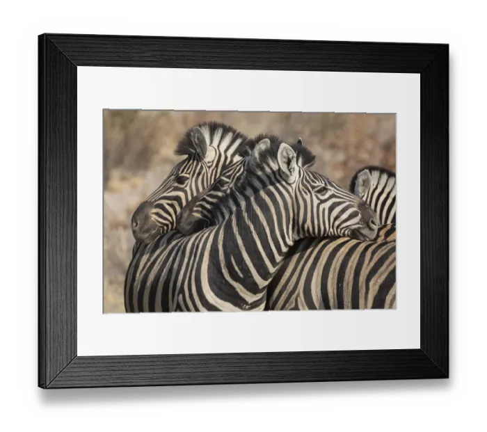 Framed Print : Zebras necking, Common social behavior in the herd, Etosha National Park, Namibia