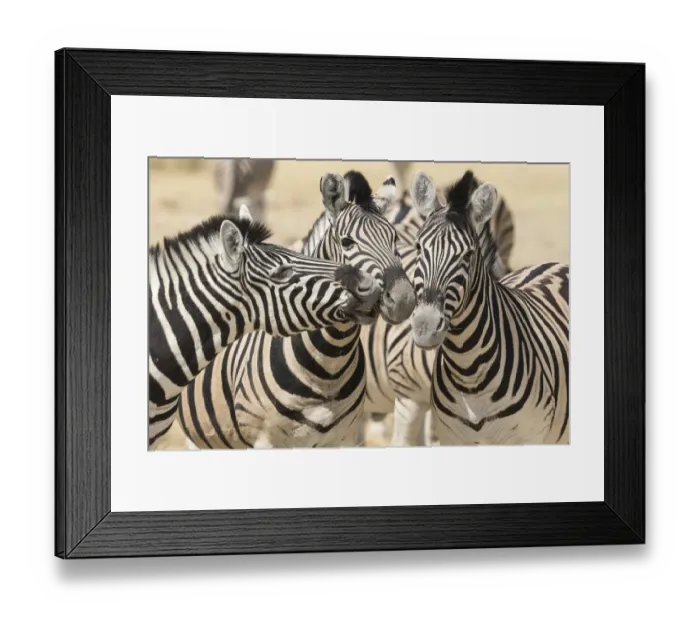 Framed Print : Burchells Zebra, Equus quagga burchellii, nuzzle each other playfully, Etosha National Park