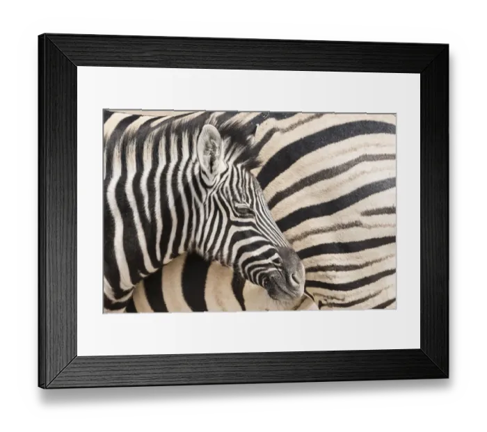 Framed Print : Young Burchells zebra, Equus quagga burchellii, nestles against its mother while they rest