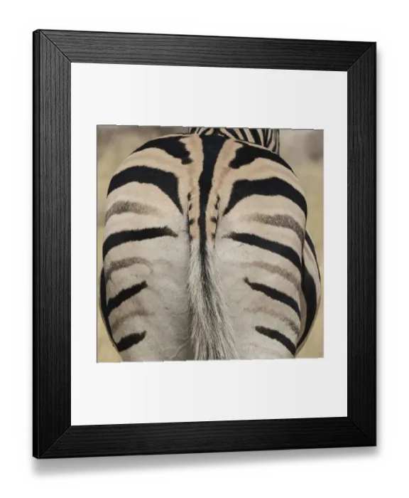 Framed Print : Well-groomed butt end of a Burchells Zebra, equus quagga burchellii, Etosha National Park Framed Print : Well-groomed butt end of a Burchells Zebra, equus quagga burchellii, Etosha National Park