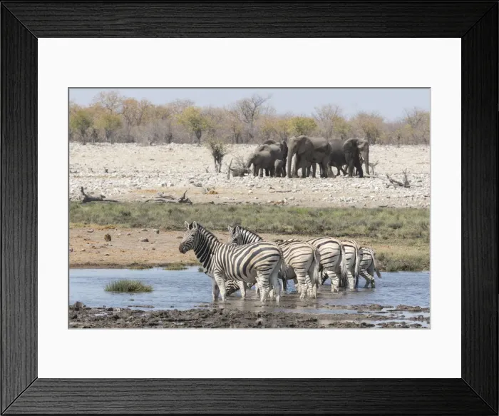 Framed Print : Burchells Zebras, equus quagga burchellii and African bush elephants, loxodanta Africana Framed Print : Burchells Zebras, equus quagga burchellii and African bush elephants, loxodanta Africana