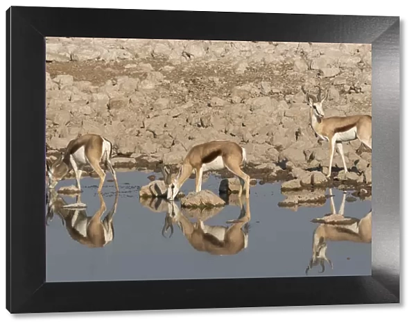 Three Springbok, Antidorcas marsupialis, pause to drink at the Okaukuejo waterhole
