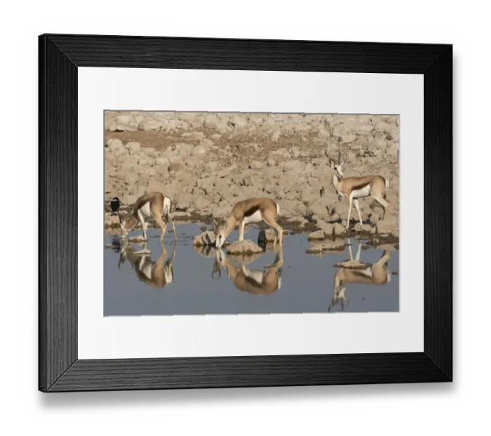 Framed Print : Three Springbok, Antidorcas marsupialis, pause to drink at the Okaukuejo waterhole