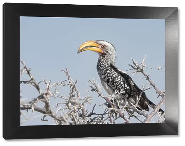 Yellow Hornbill, Tockus leucomelas, perched in a tree, Namibia
