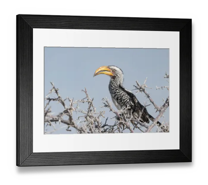 Framed Print : Yellow Hornbill, Tockus leucomelas, perched in a tree, Namibia