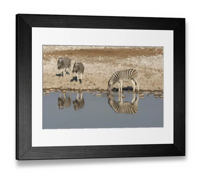 Framed Print : Zebras drink at Okaukuejo waterhole in early morning, with the still waters reflecting
