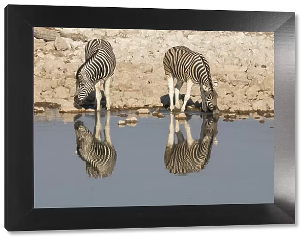 Zebras drink at Okaukuejo waterhole in early morning, with the still waters reflecting