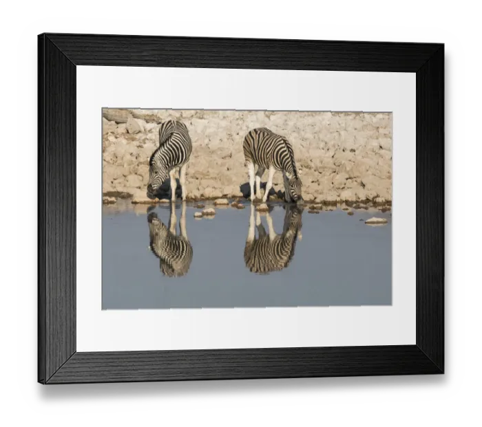 Framed Print : Zebras drink at Okaukuejo waterhole in early morning, with the still waters reflecting Framed Print : Zebras drink at Okaukuejo waterhole in early morning, with the still waters reflecting