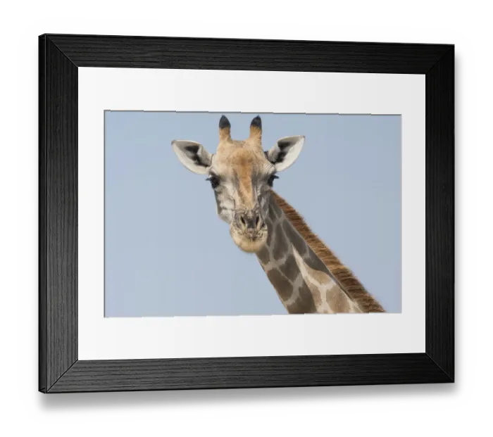 Framed Print : Head and neck of an Angolan giraffe, Giraffa Camelopardalis angolensis, Namibia, Africa Framed Print : Head and neck of an Angolan giraffe, Giraffa Camelopardalis angolensis, Namibia, Africa