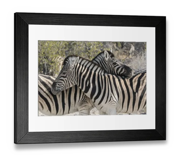 Framed Print : Burchells Zebras, Equus quagga burchellii, necking, Common social behavior in the herd