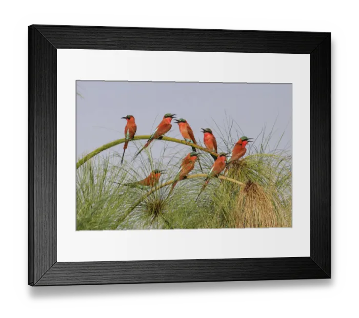 Framed Print : Southern Carmine Bee-eaters (merops nubicoides), perched on a tree above the Cubango River Framed Print : Southern Carmine Bee-eaters (merops nubicoides), perched on a tree above the Cubango River