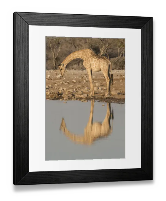 Framed Print : Giraffe bends over to drink at a waterhole, reflecting in the water, in Etosha National Park Framed Print : Giraffe bends over to drink at a waterhole, reflecting in the water, in Etosha National Park
