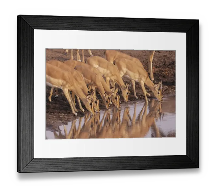 Framed Print : Common Impala (Aepyceros melampus) are reflected in the water as they gather to drink Framed Print : Common Impala (Aepyceros melampus) are reflected in the water as they gather to drink