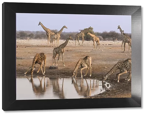 Giraffe (Giraffa Camelopardalis angolensis) come to drink at Chudob waterhole, Etosha National Park