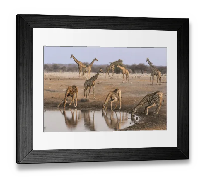 Framed Print : Giraffe (Giraffa Camelopardalis angolensis) come to drink at Chudob waterhole, Etosha National Park