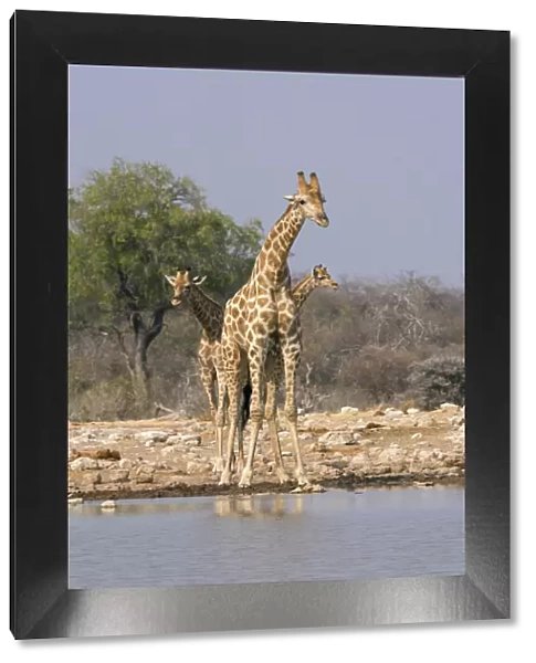 Three giraffes peer across the waterhole in Etosha National Park, Namibia, Africa