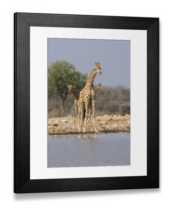 Framed Print : Three giraffes peer across the waterhole in Etosha National Park, Namibia, Africa Framed Print : Three giraffes peer across the waterhole in Etosha National Park, Namibia, Africa