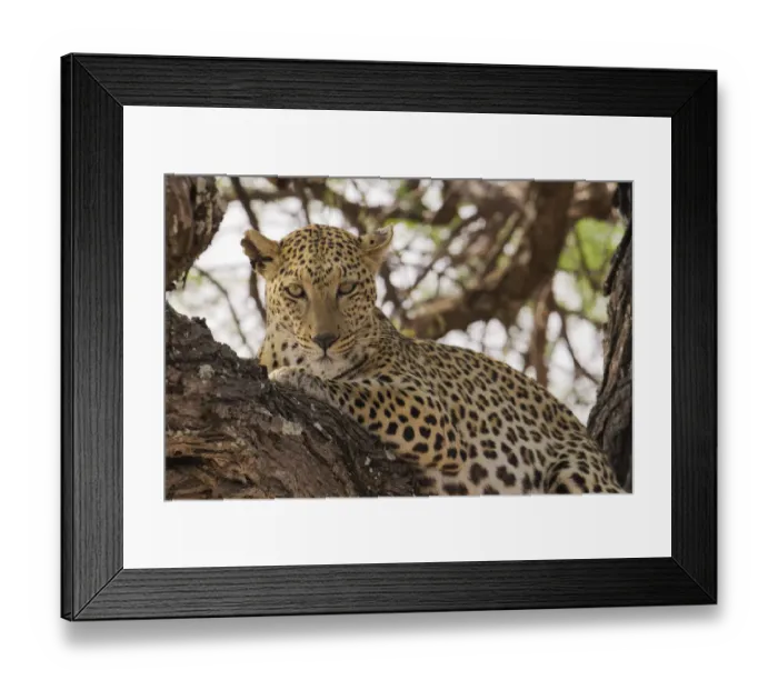 Framed Print : Wild leopard resting in tree in eastern Etosha National Park, Namibia, Africa