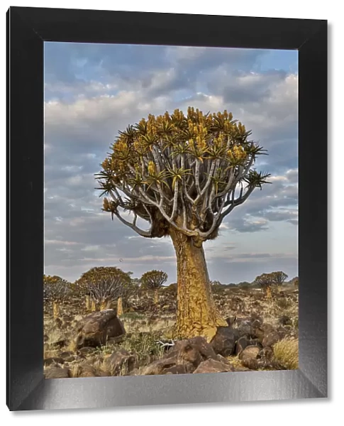 Quiver trees landscape, Namibia