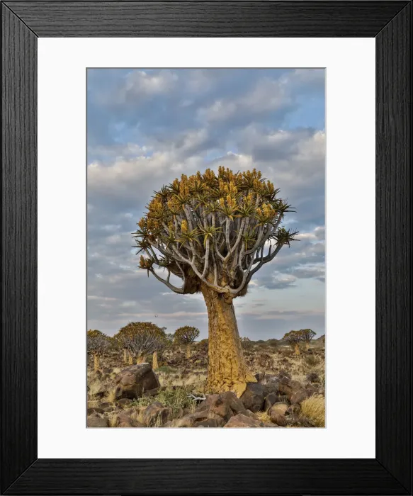 Framed Print : Quiver trees landscape, Namibia Framed Print : Quiver trees landscape, Namibia