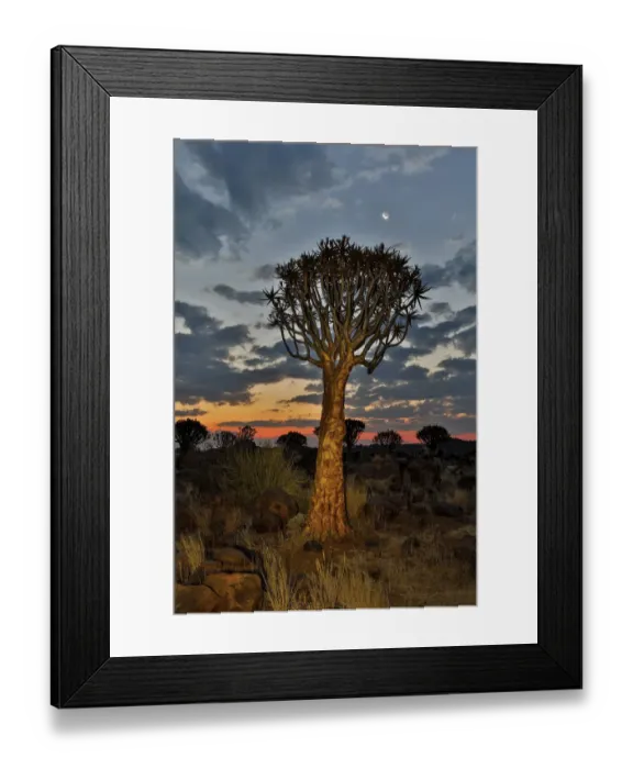 Framed Print : Quiver trees landscape at sunrise, Namibia Framed Print : Quiver trees landscape at sunrise, Namibia