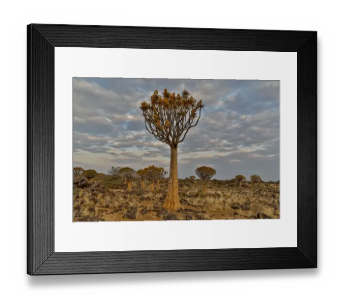 Framed Print : Quiver trees landscape, Namibia Framed Print : Quiver trees landscape, Namibia
