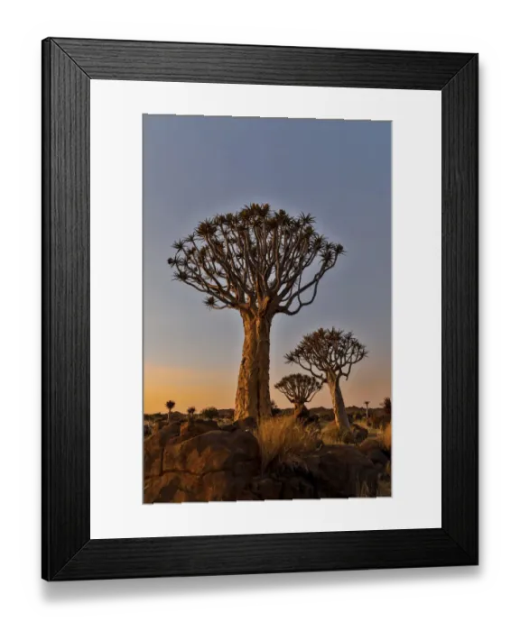 Framed Print : Quiver trees landscape at sunrise, Namibia Framed Print : Quiver trees landscape at sunrise, Namibia