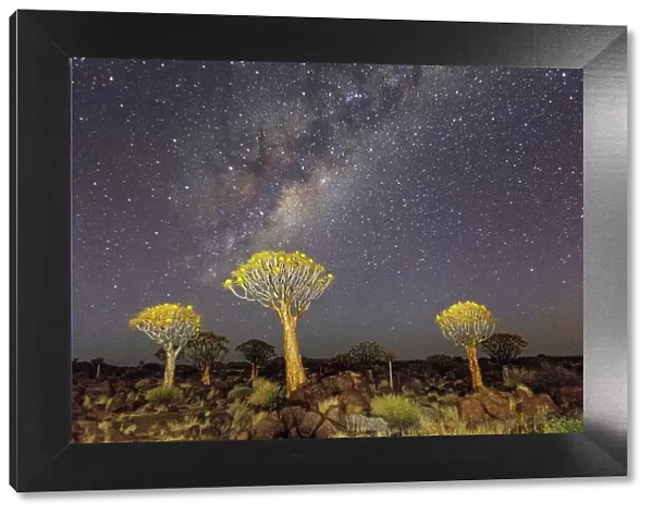 Quiver trees landscape at night with Milky Way, Namibia