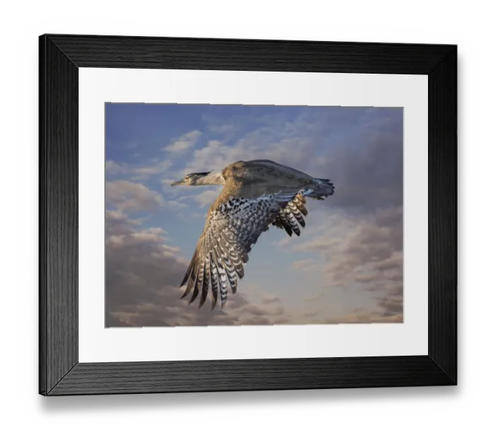 Framed Print : Kori Bustard in flight over the Savannah of Etosha National Park (Digital composite sky Framed Print : Kori Bustard in flight over the Savannah of Etosha National Park (Digital composite sky