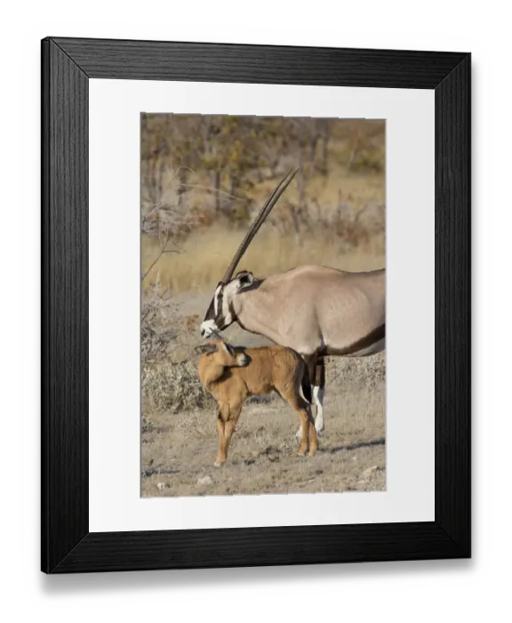 Framed Print : Oryx and young Etosha National Park, Namibia Framed Print : Oryx and young Etosha National Park, Namibia