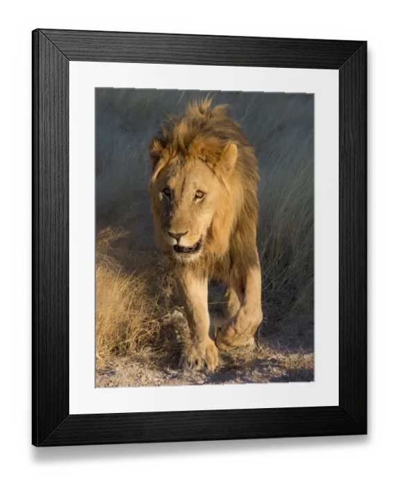 Framed Print : Male Lion near waterhole Etosha National Park, Namibia Framed Print : Male Lion near waterhole Etosha National Park, Namibia