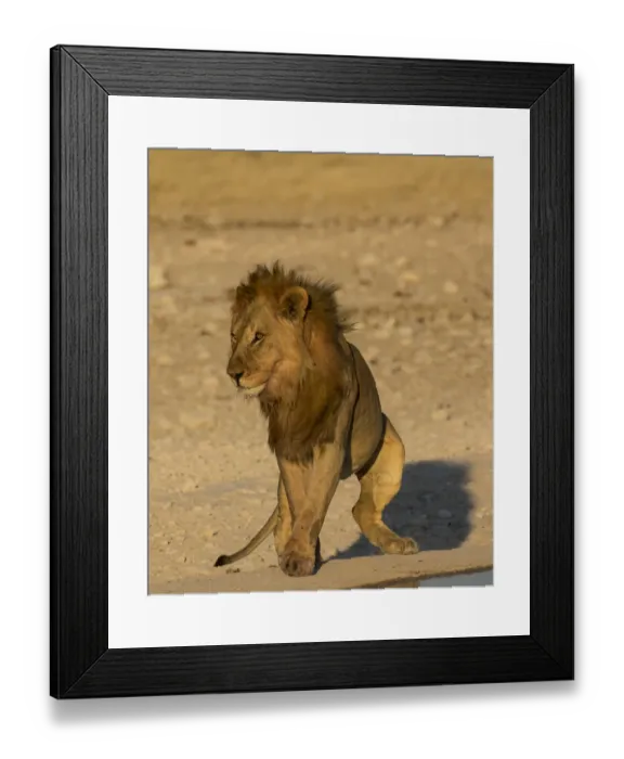 Framed Print : Male Lion near waterhole Etosha National Park, Namibia Framed Print : Male Lion near waterhole Etosha National Park, Namibia